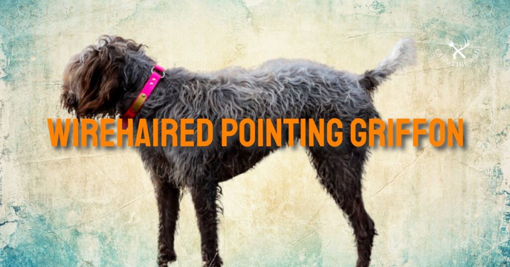 Best Hunting Dogs