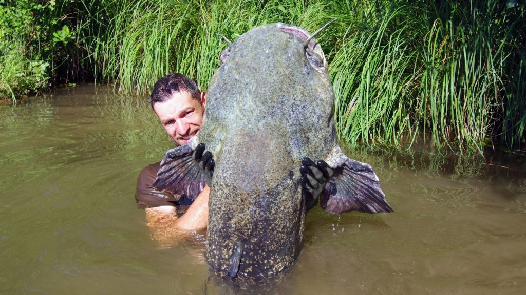 catfish noodling