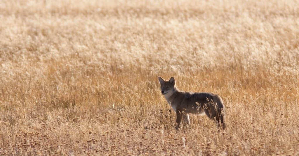 Beginners Guide To Coyote Hunting