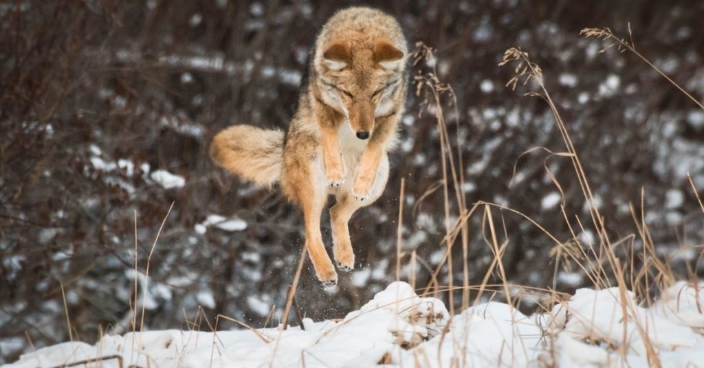 Beginners Guide To Coyote Hunting