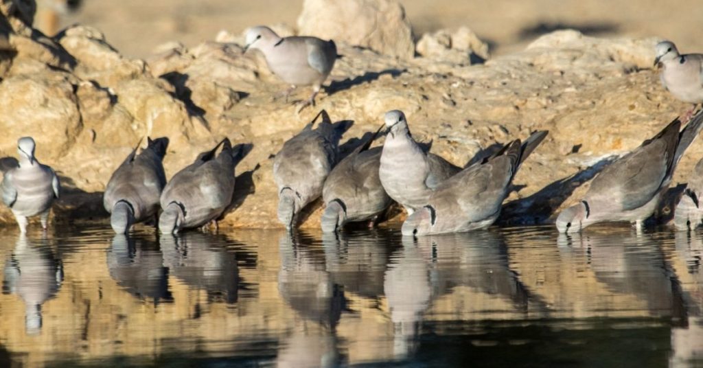 Beginners Guide To Dove Hunting