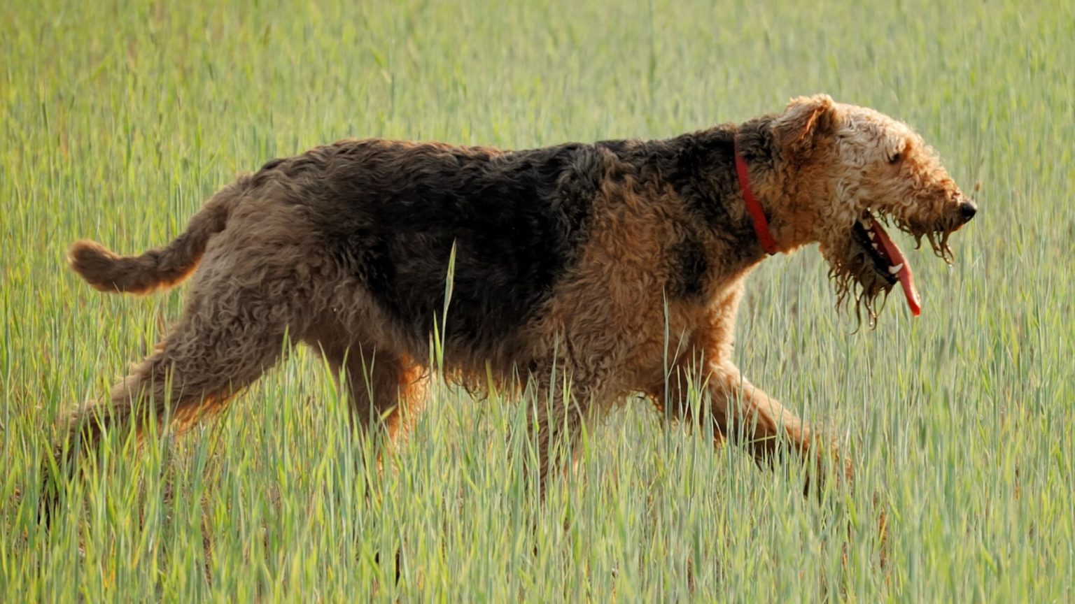 Hypoallergenic Hunting Dogs