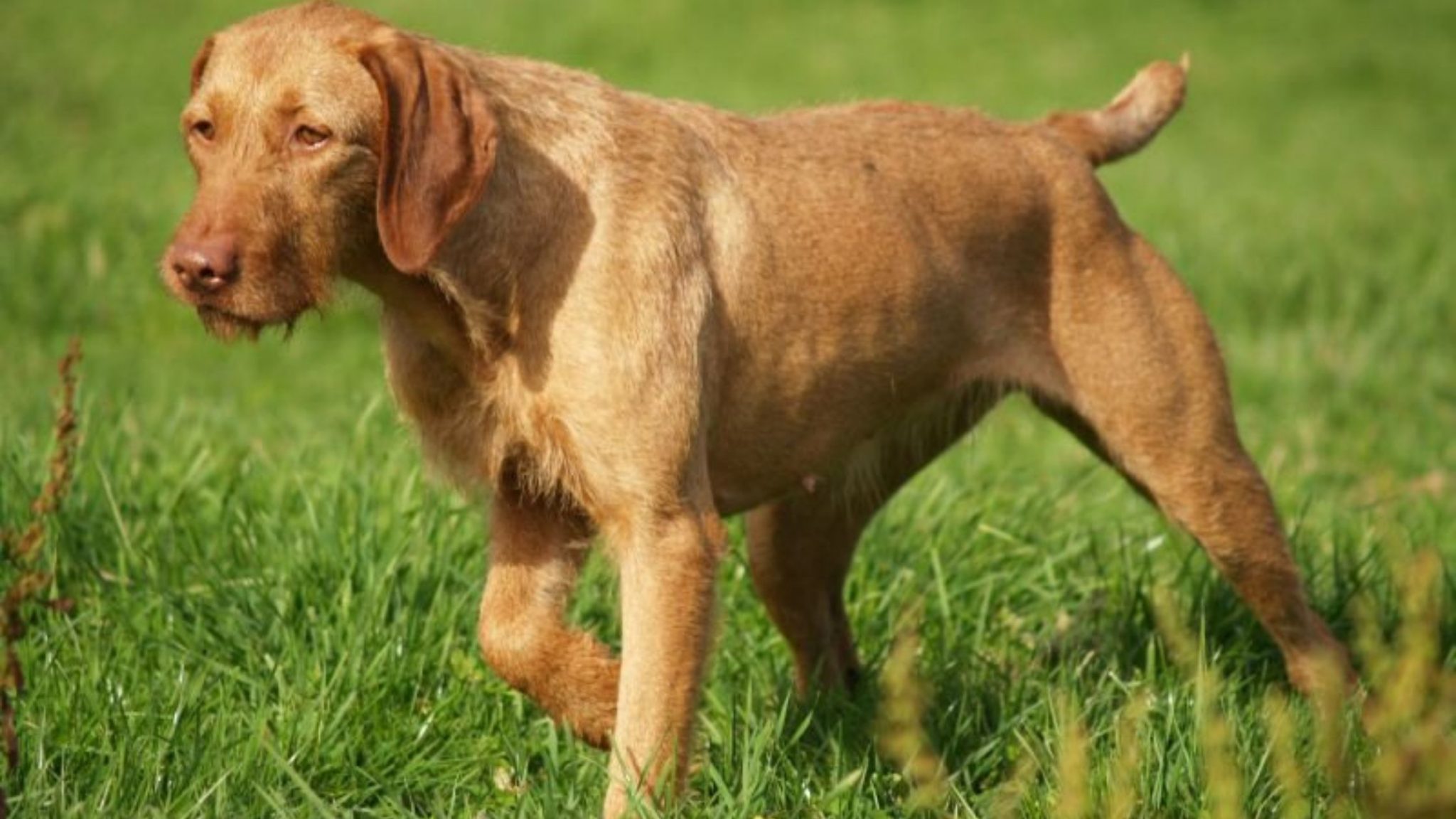 Hypoallergenic Hunting Dogs