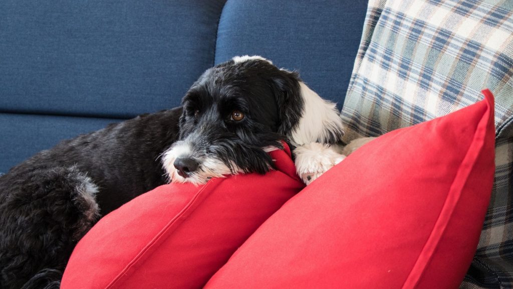 Portuguese Water Dog