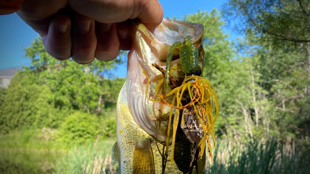 fishing with chatterbait