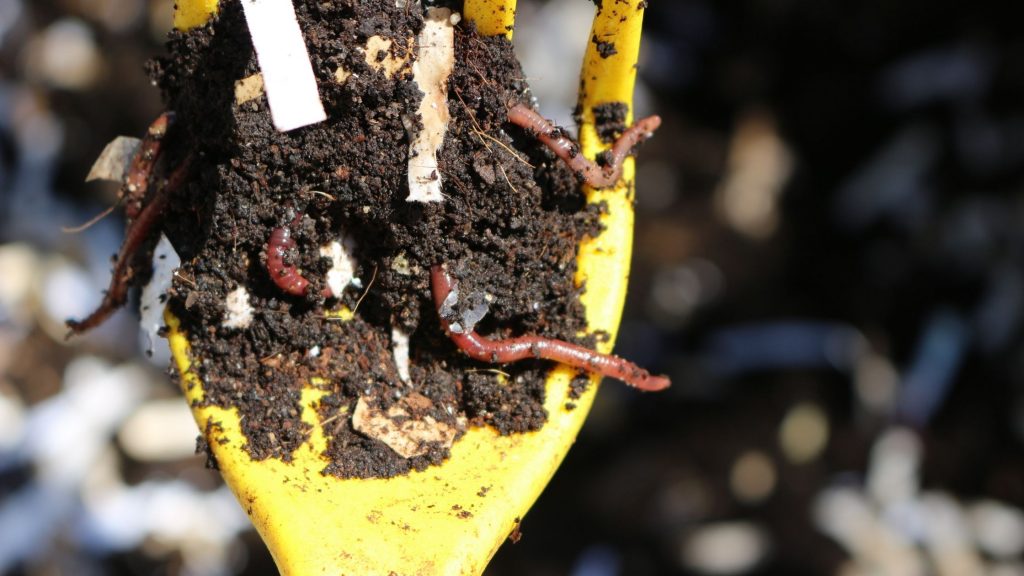 moist ground for worms