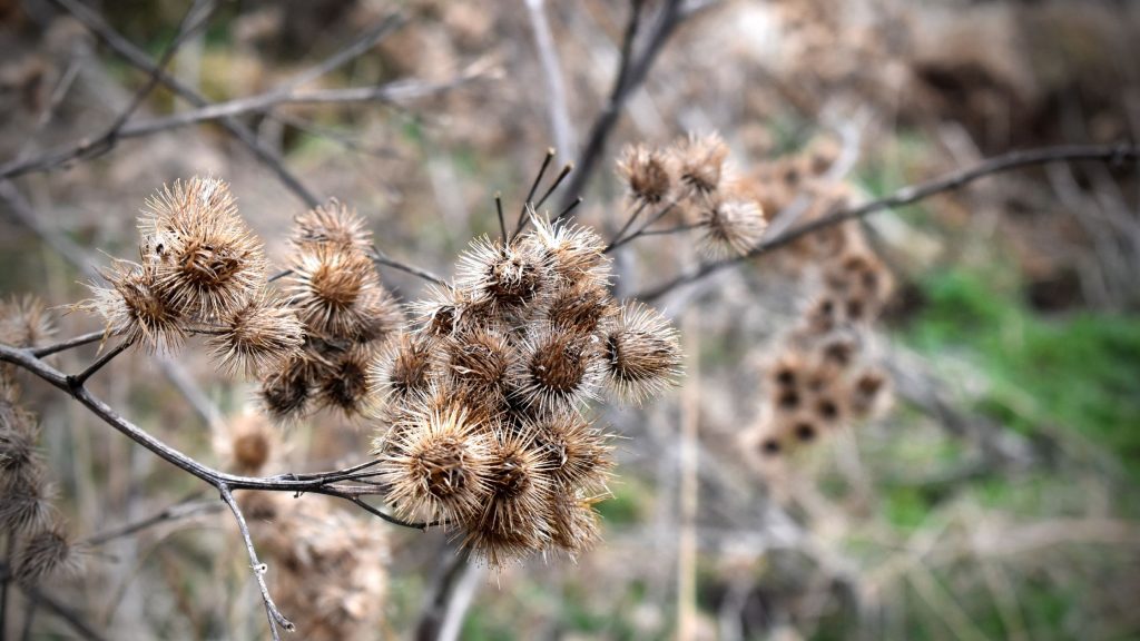 How To Remove Burrs From Hunting Dogs