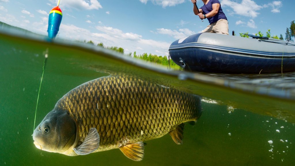 What’s the Difference Between Buffalo Fish and Carp