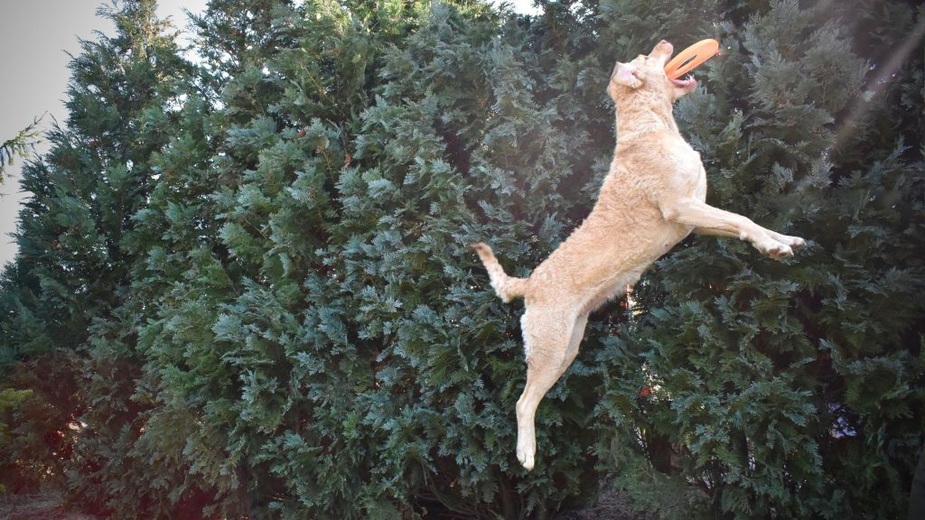 Can Hunting Dogs Have Toys?