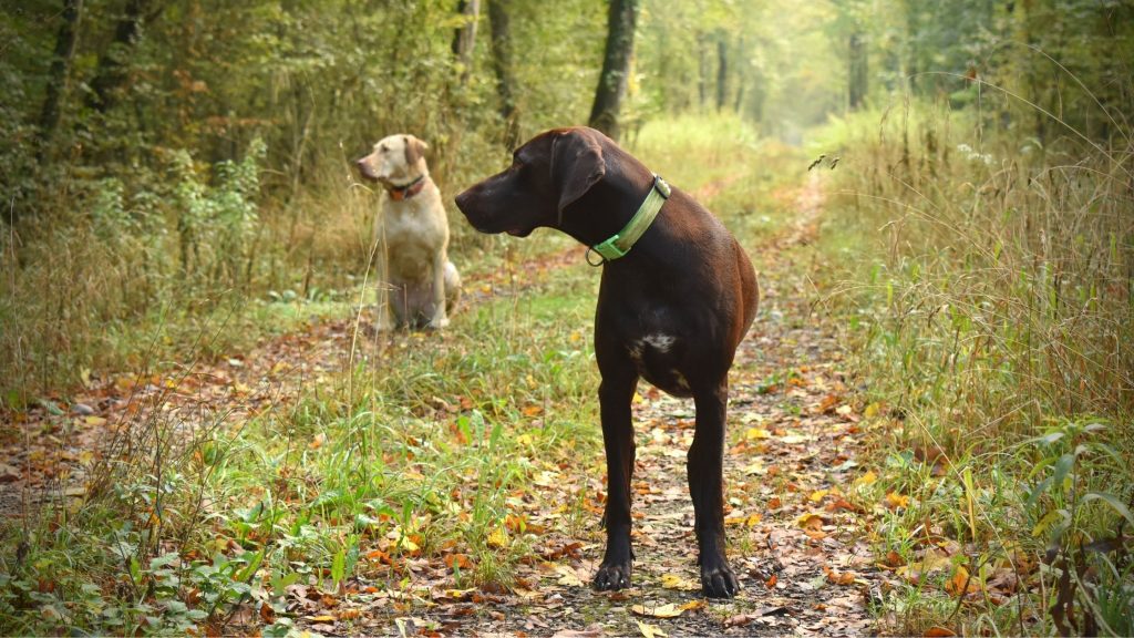 Why do hunting dogs have floppy ears
