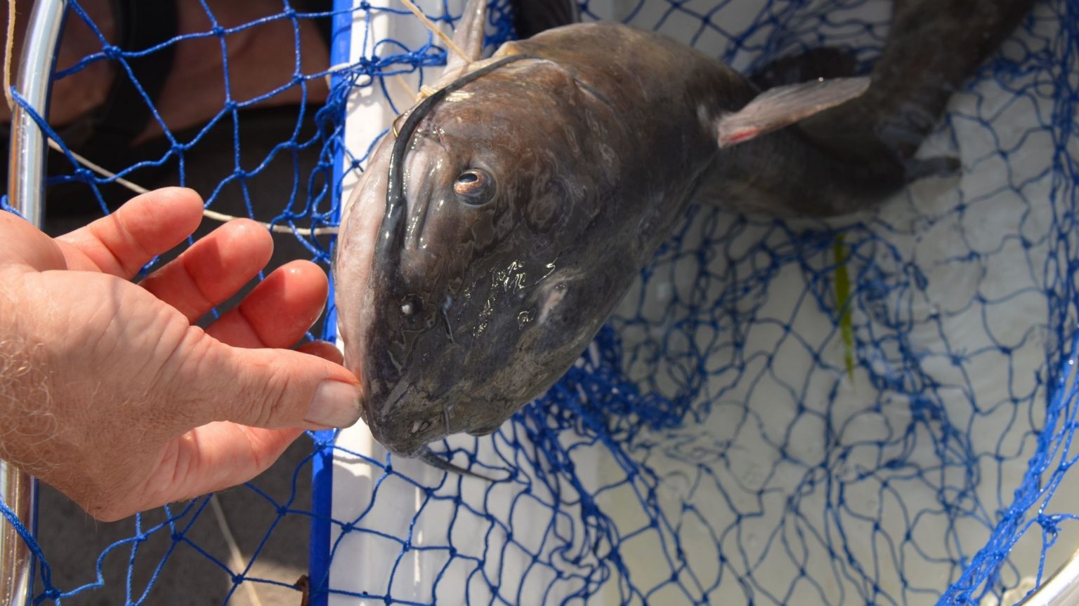 Do Fish Like Garlic?