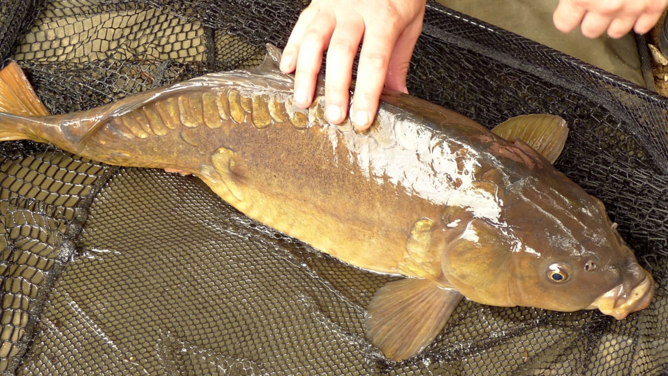 What Are Mirror Carp and How to Catch Them