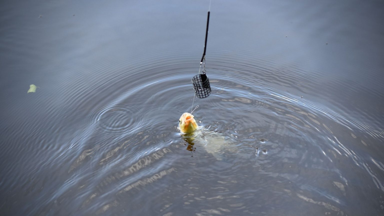 A Comprehensive Guide to Feeder Fishing