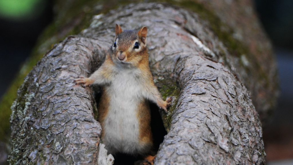 Chipmunk hunting