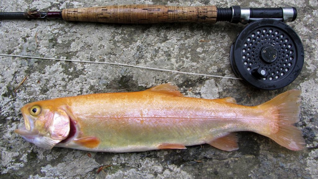 Palomino trout