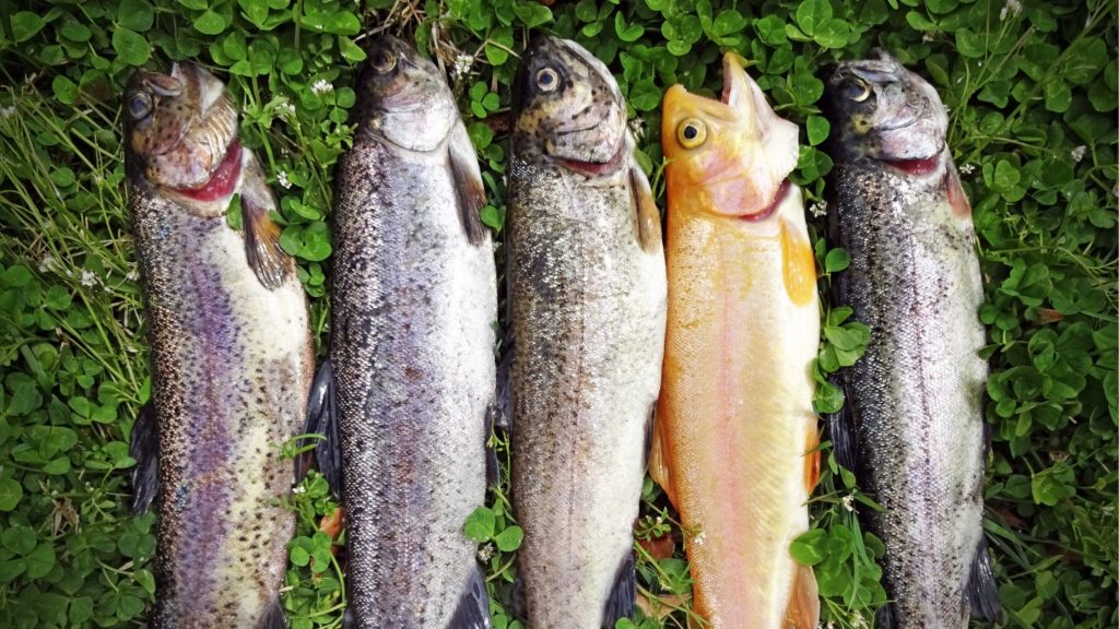 Best Tasting Trout