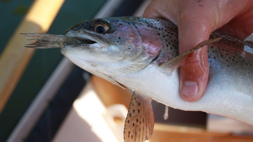 Best Live Bait For Trout