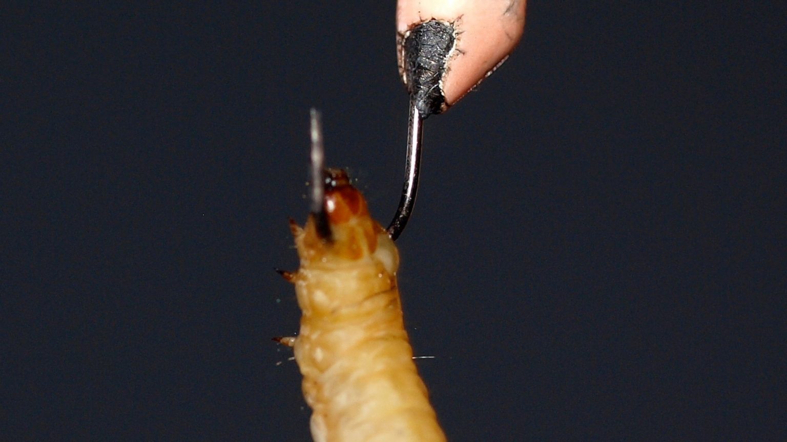 How to Use Wax Worms for Fishing