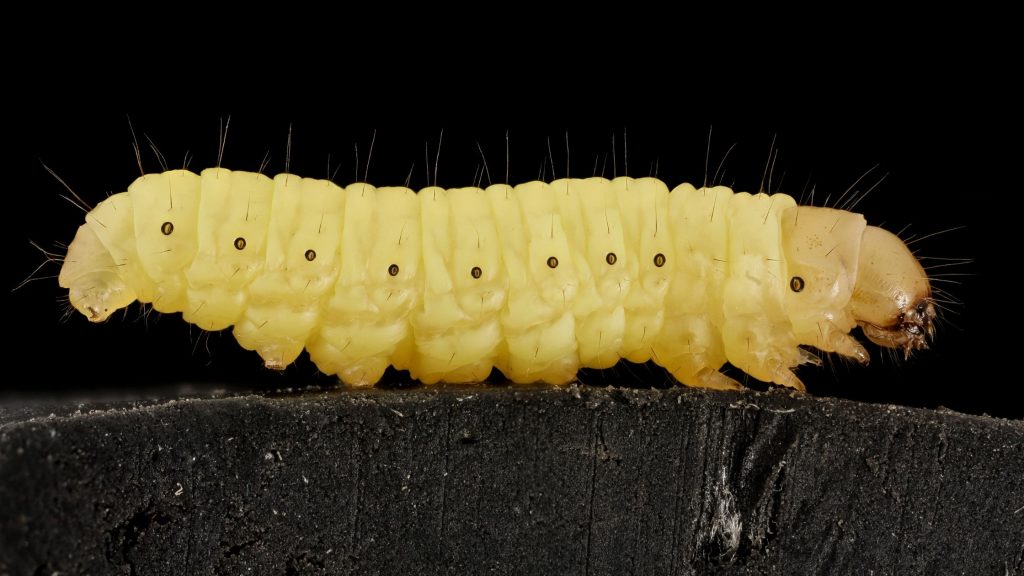 Waxworm