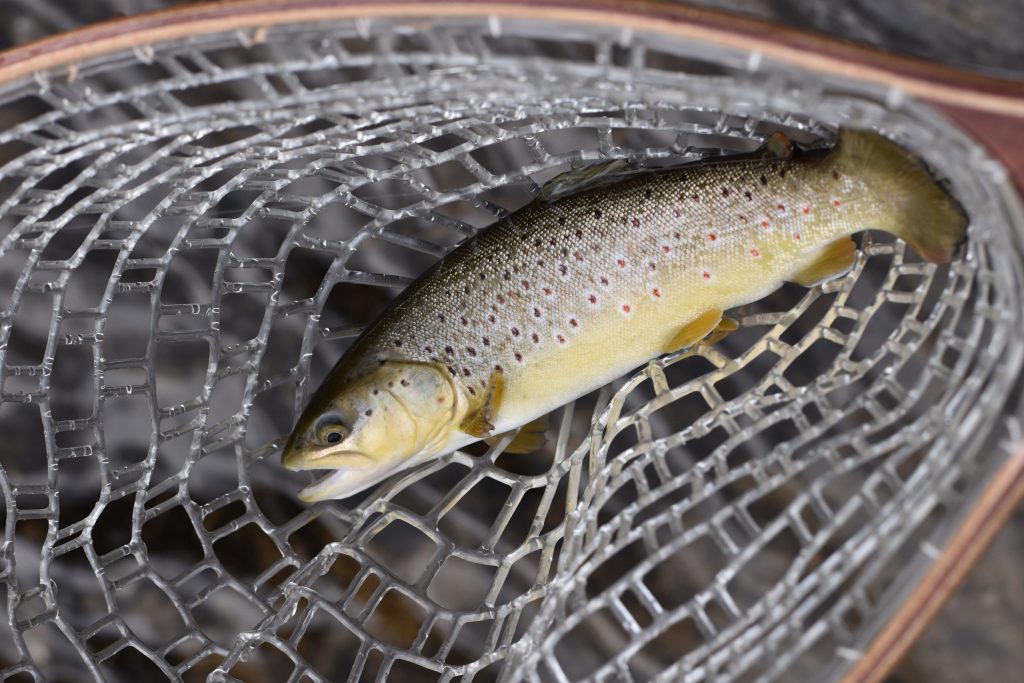 Trout Fishing with Corn