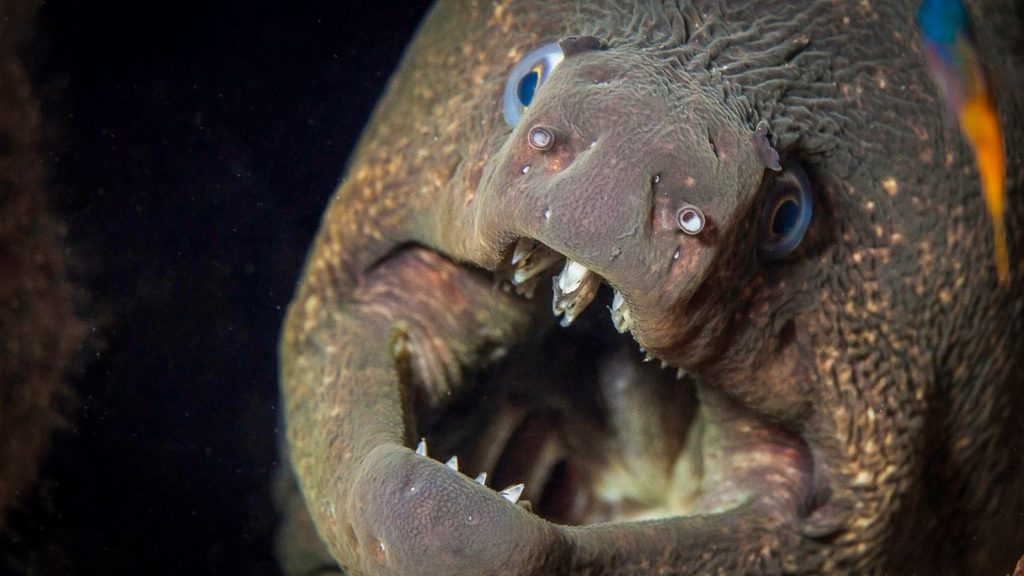 Do Eels Have Teeth?