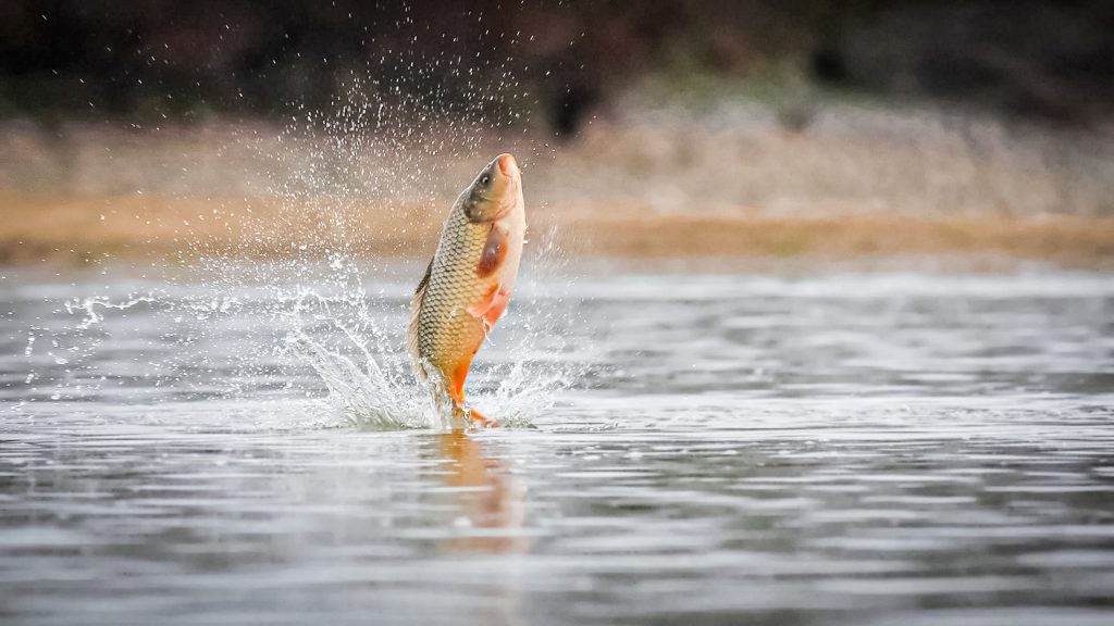 Why do carp jump