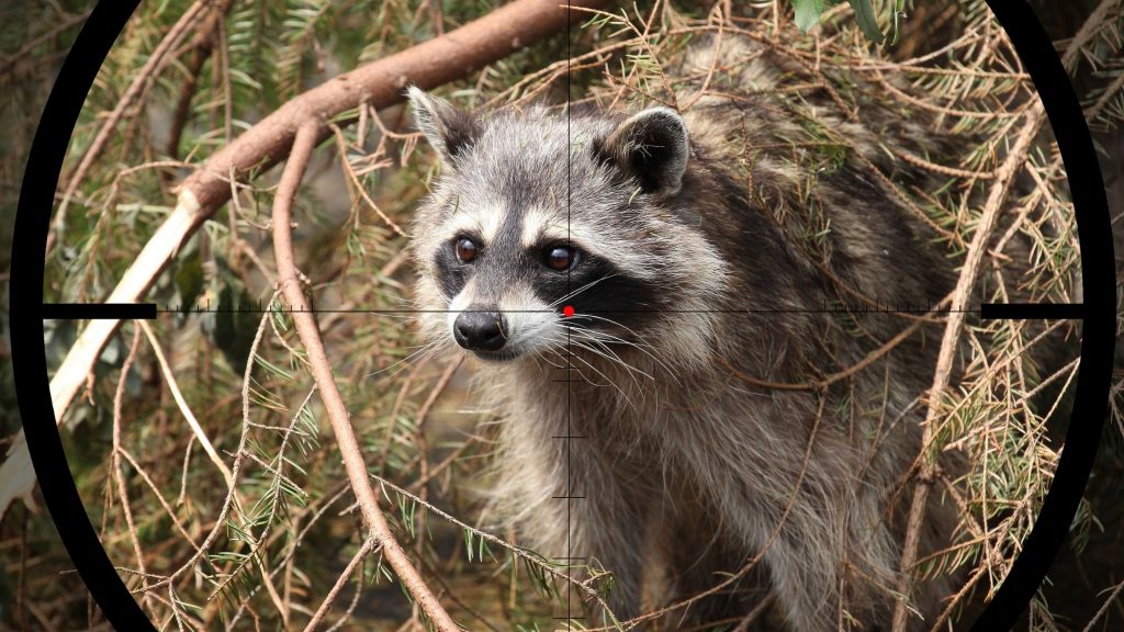 Coon Hunting
