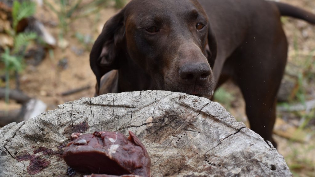 Can Dogs Eat Deer Meat?