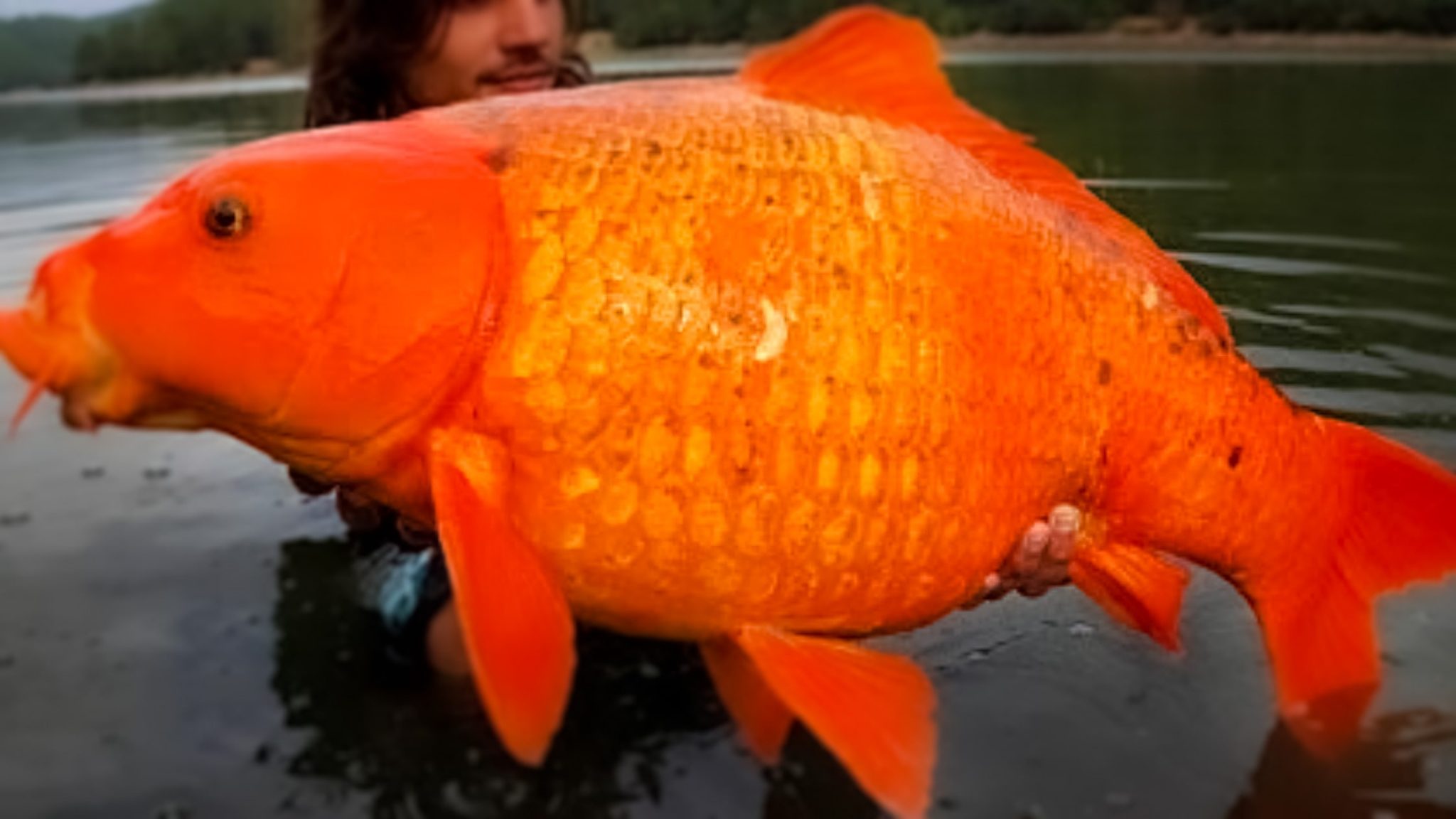18 Types of Carp Species Explained