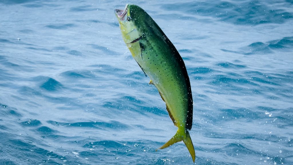 The 8 prettiest fish caught by anglers