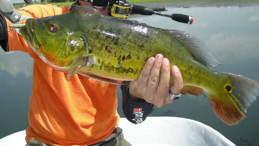 pretty fish peacock bass