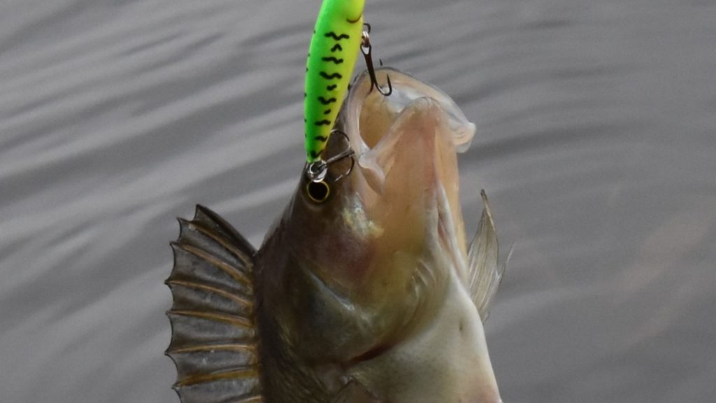 Do Perch Have Teeth?