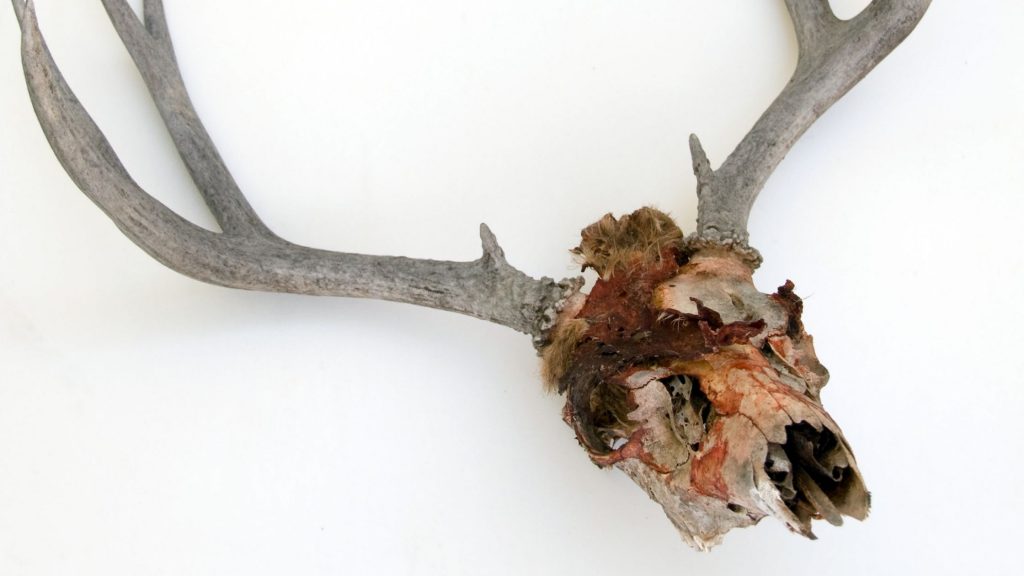 How to clean a deer skull found in the woods