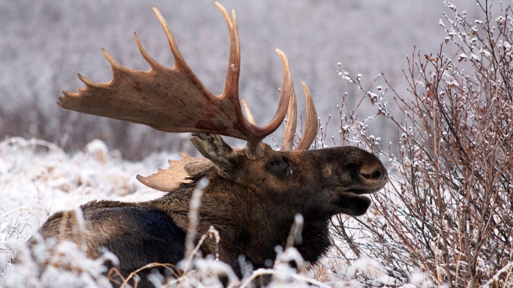 What Sound Does a Moose Make?