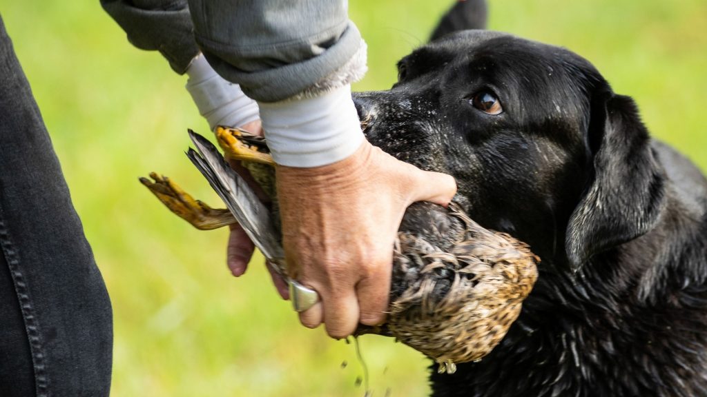How Old is Too Old to Train a Hunting Dog