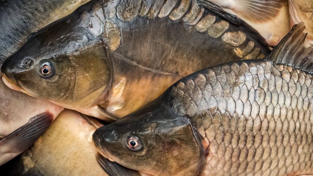 18 Types of Carp Species Explained