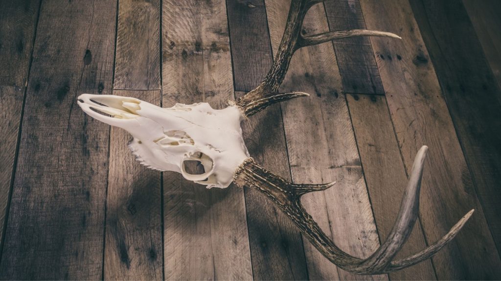 How to Seal Deer Antlers