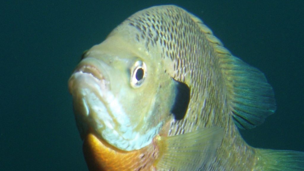 Do Bluegill Have Teeth?