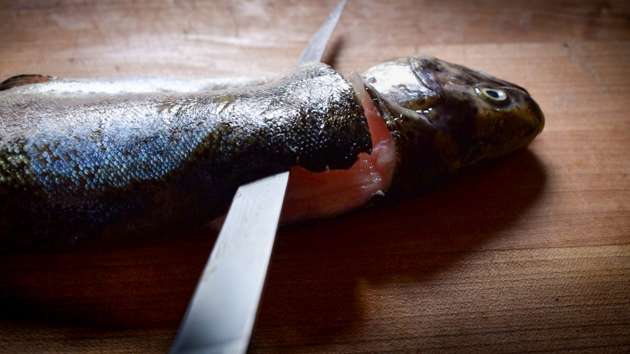 How to Clean a Trout Easily