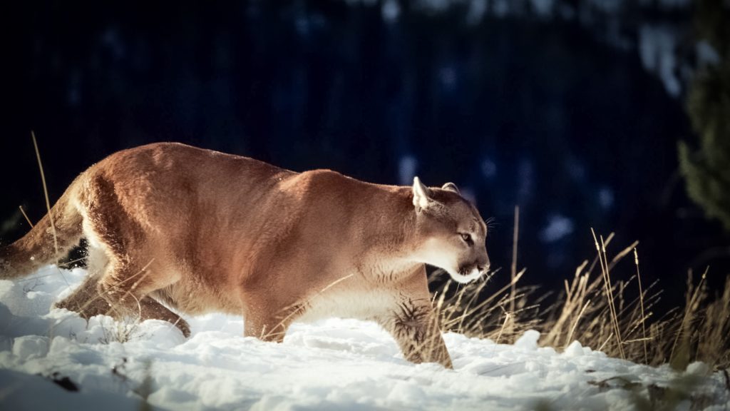 Mountain Lion Hunting