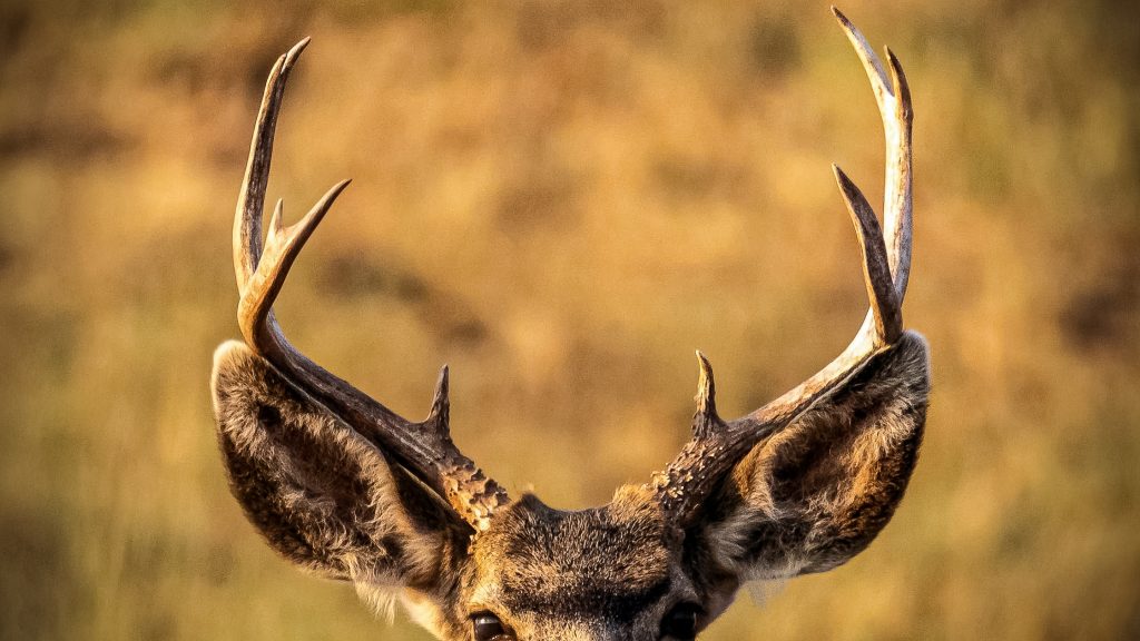 Typical vs Non-Typical Deer