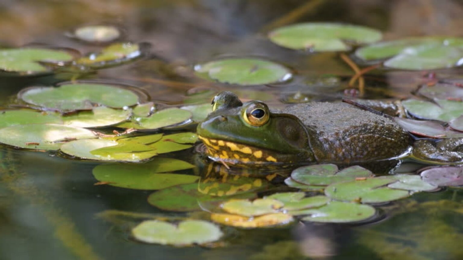How to catch, clean and cook frogs