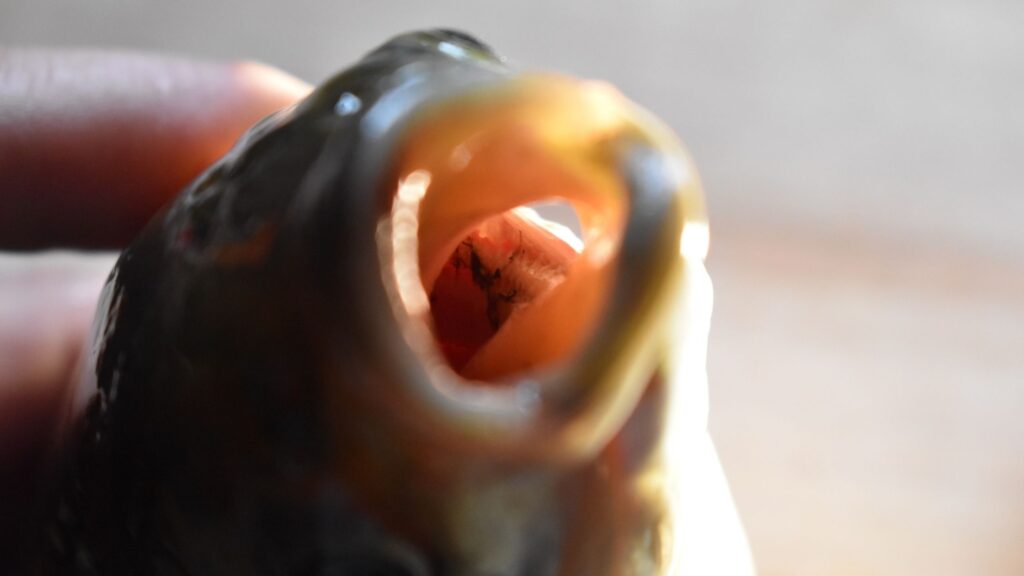 Do Carp Have Teeth?