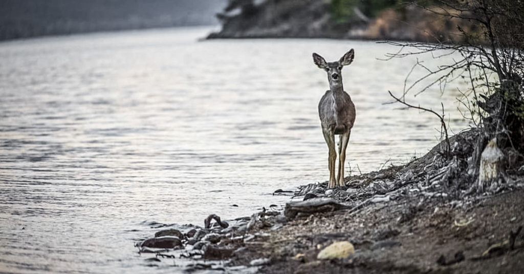 Do Deer Eat Fish
