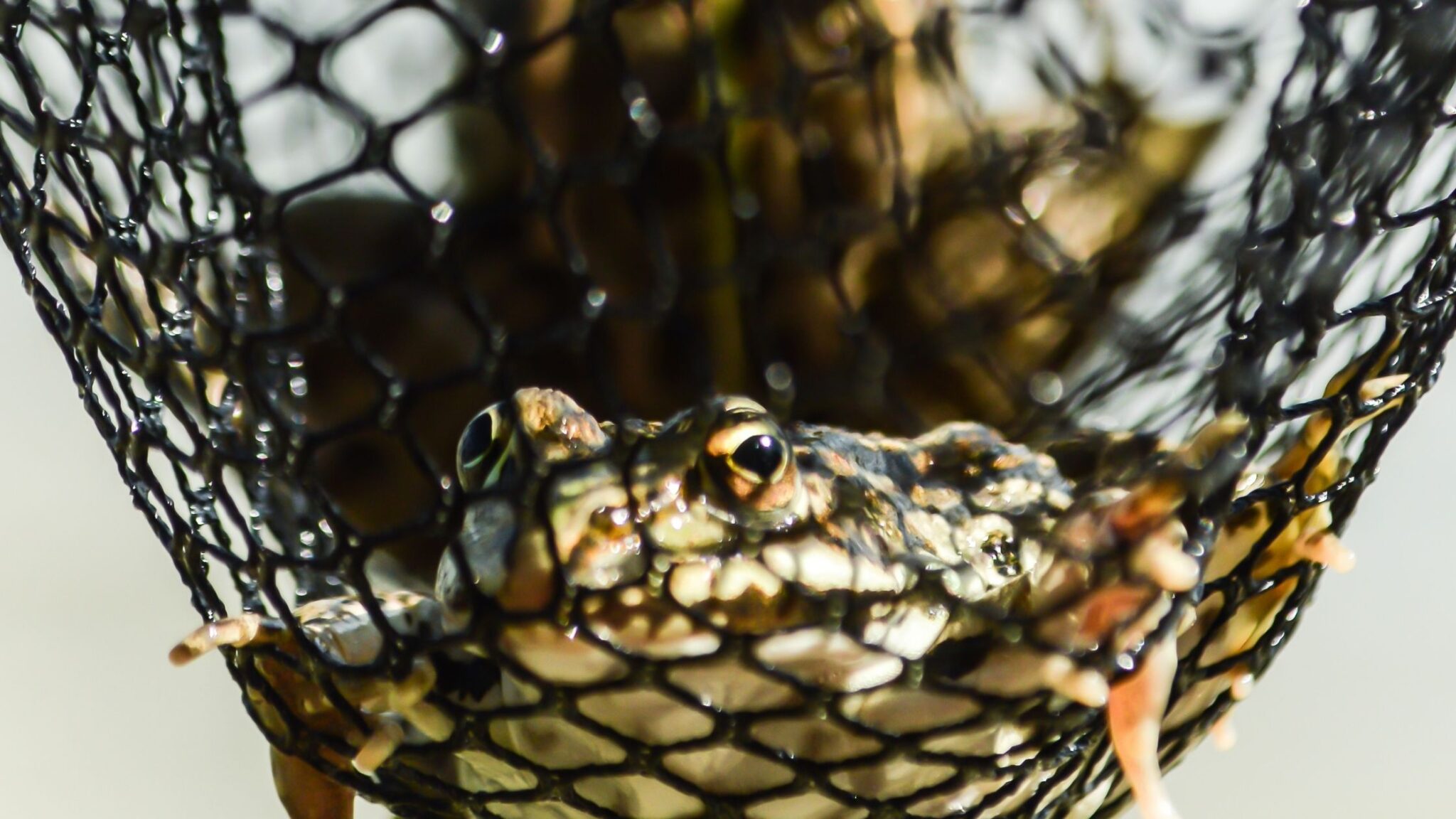 How to catch, clean and cook frogs