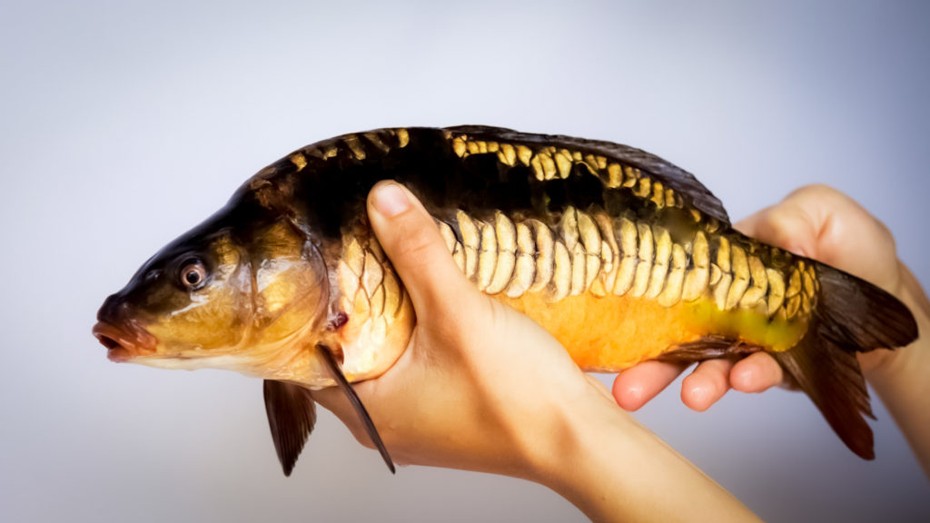 linear carp