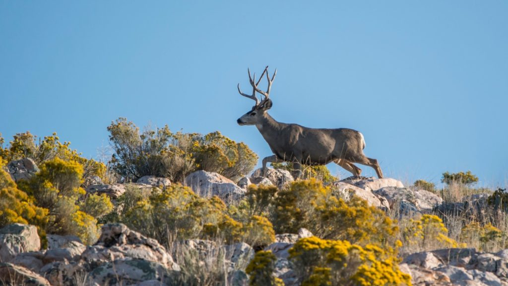 Do Deer Stay in the Same Area?