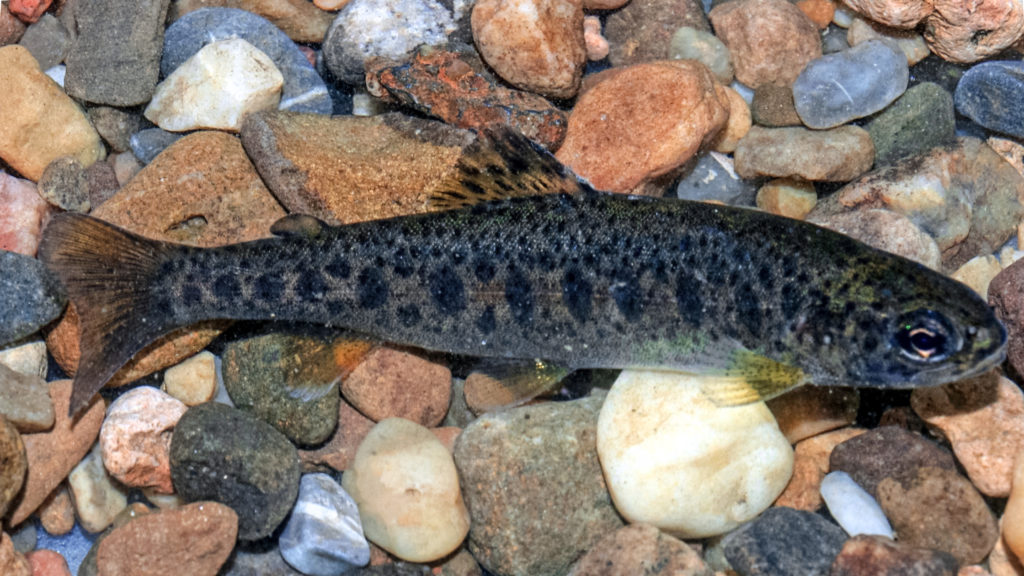 6 Rare Fish Caught By Anglers