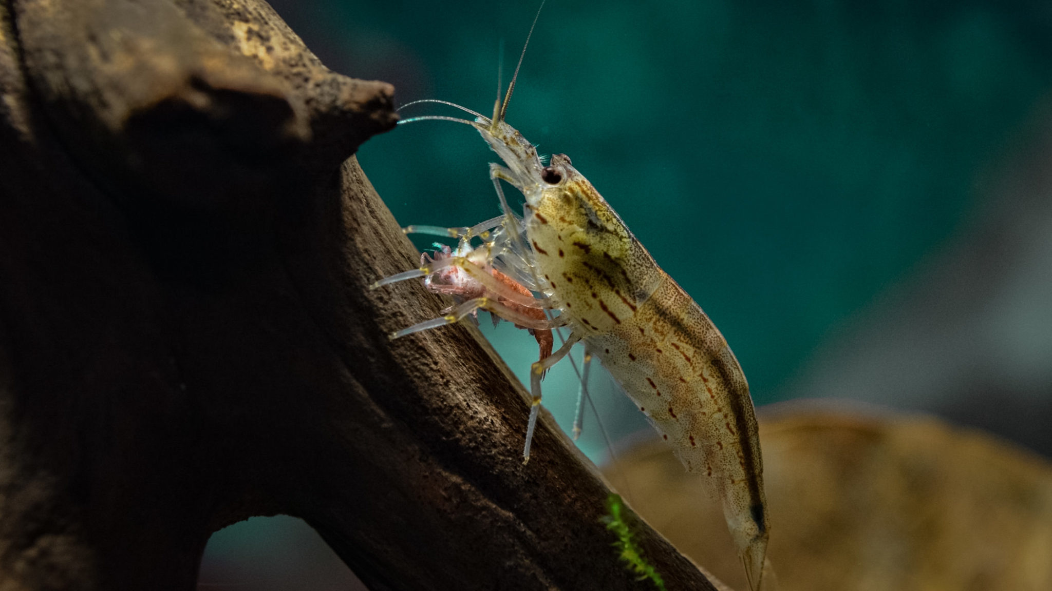 What Do Shrimp Eat? A Comprehensive Guide