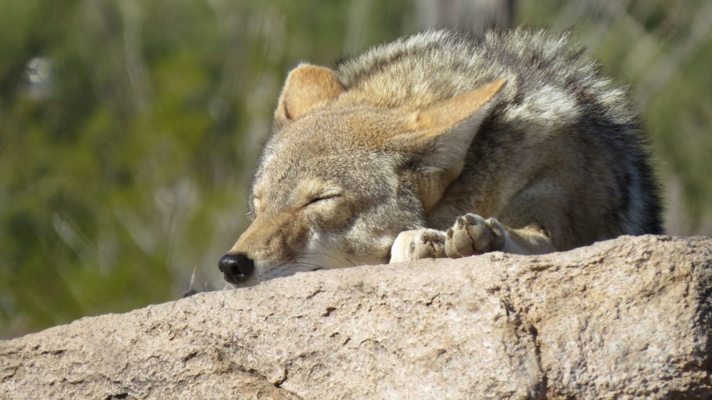 Where Do Coyotes Sleep?